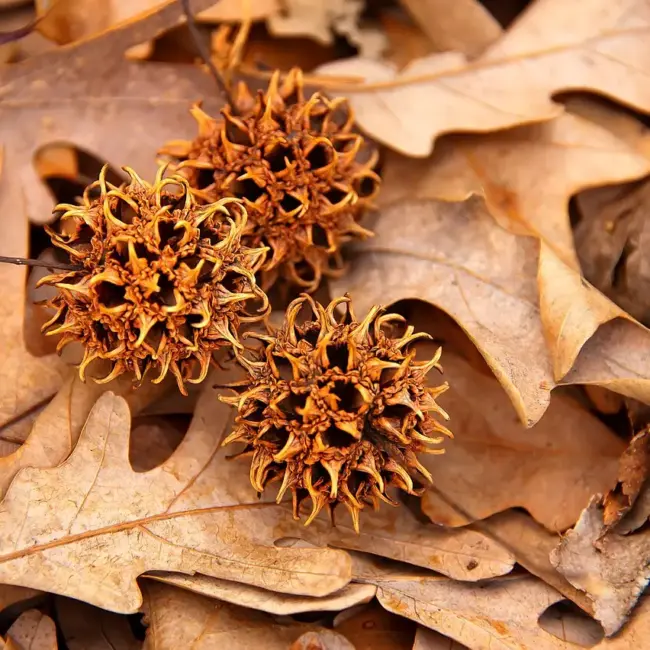 Sweet Gum Seeds