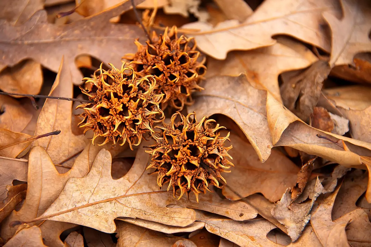 Sweet Gum Seeds