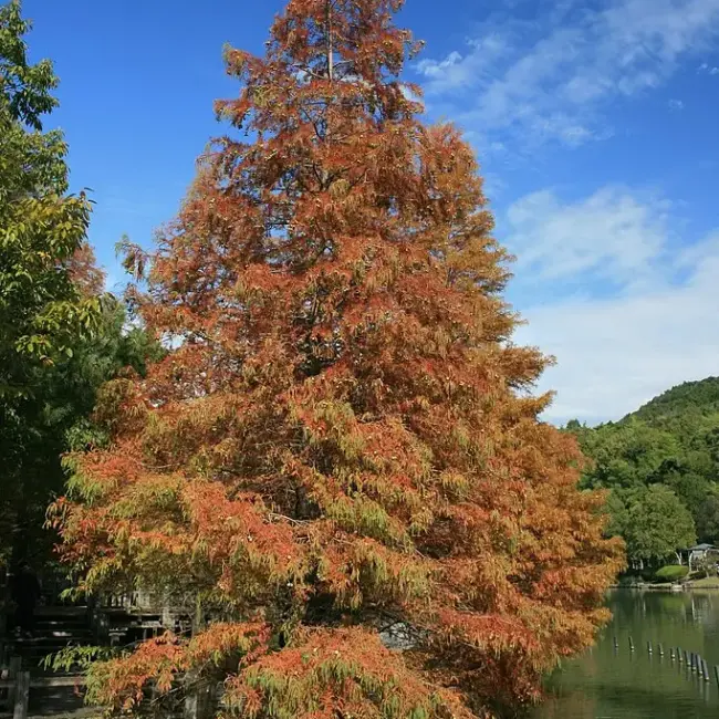 Dawn Redwood Seeds - Image 6