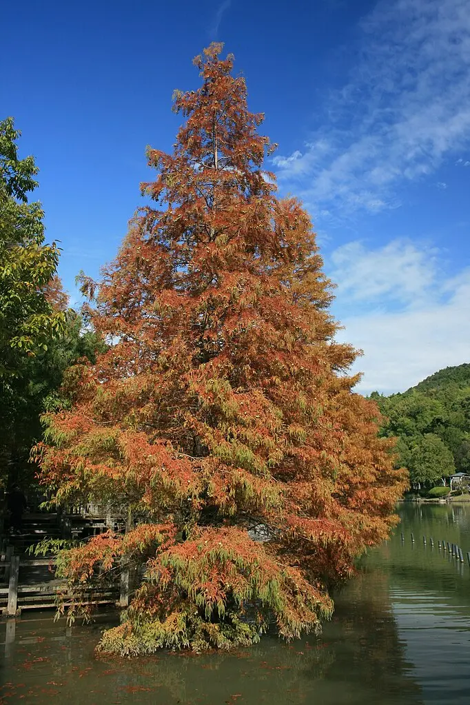 Dawn Redwood Seeds - Image 6