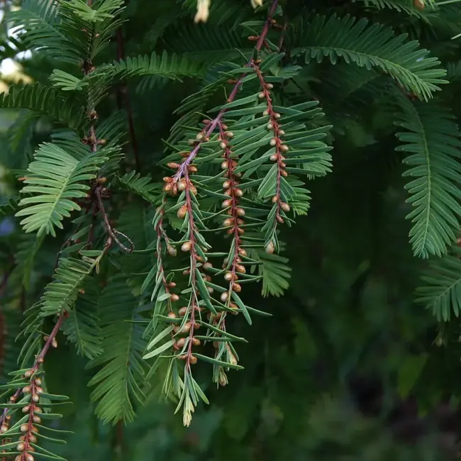 Dawn Redwood Seeds - Image 4