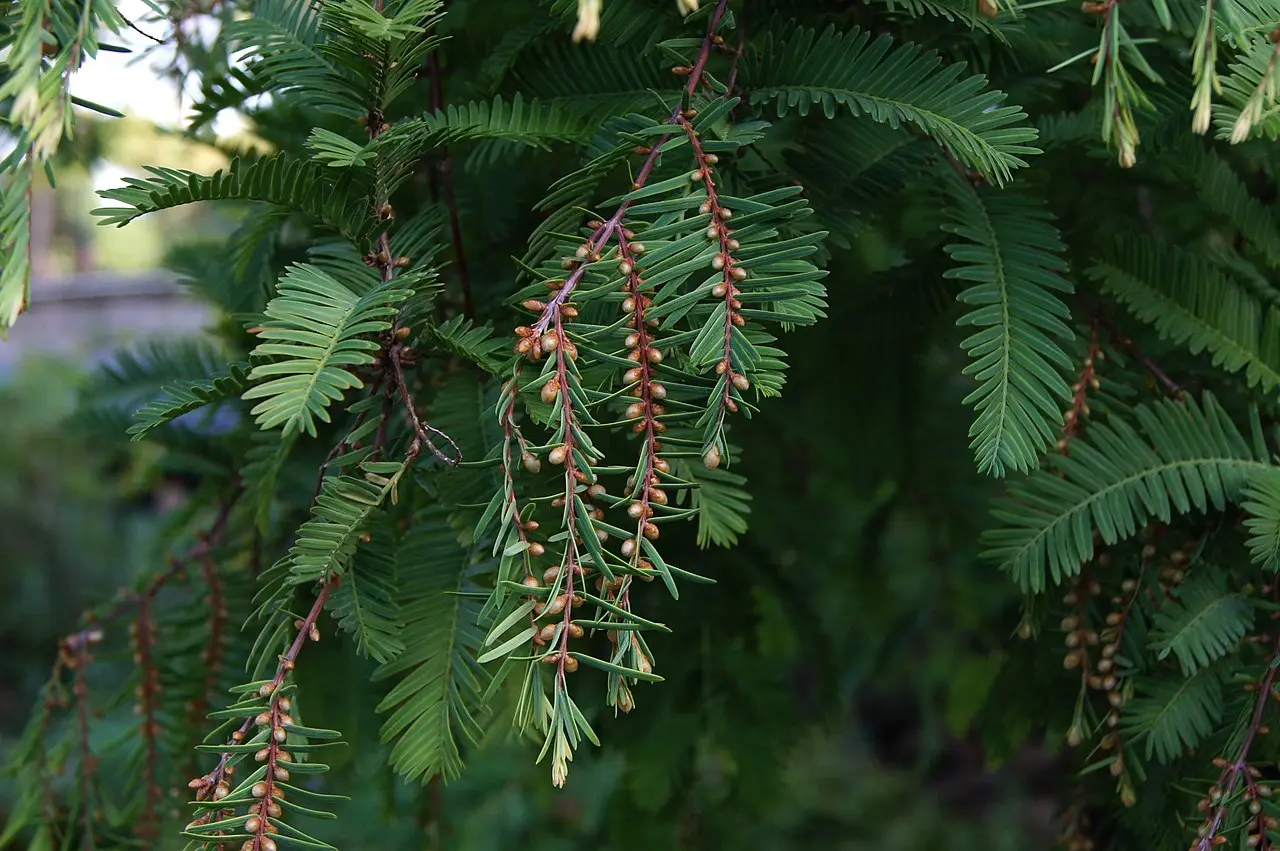Dawn Redwood Seeds - Image 4