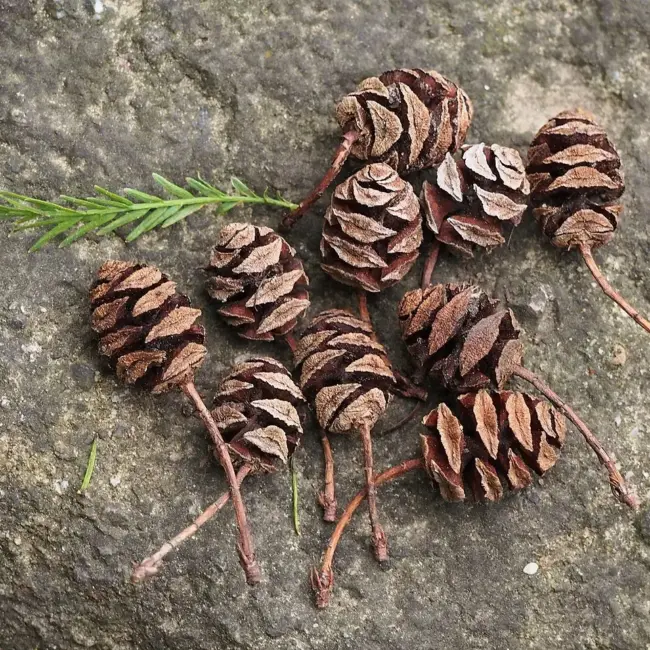 Dawn Redwood Seeds - Image 2