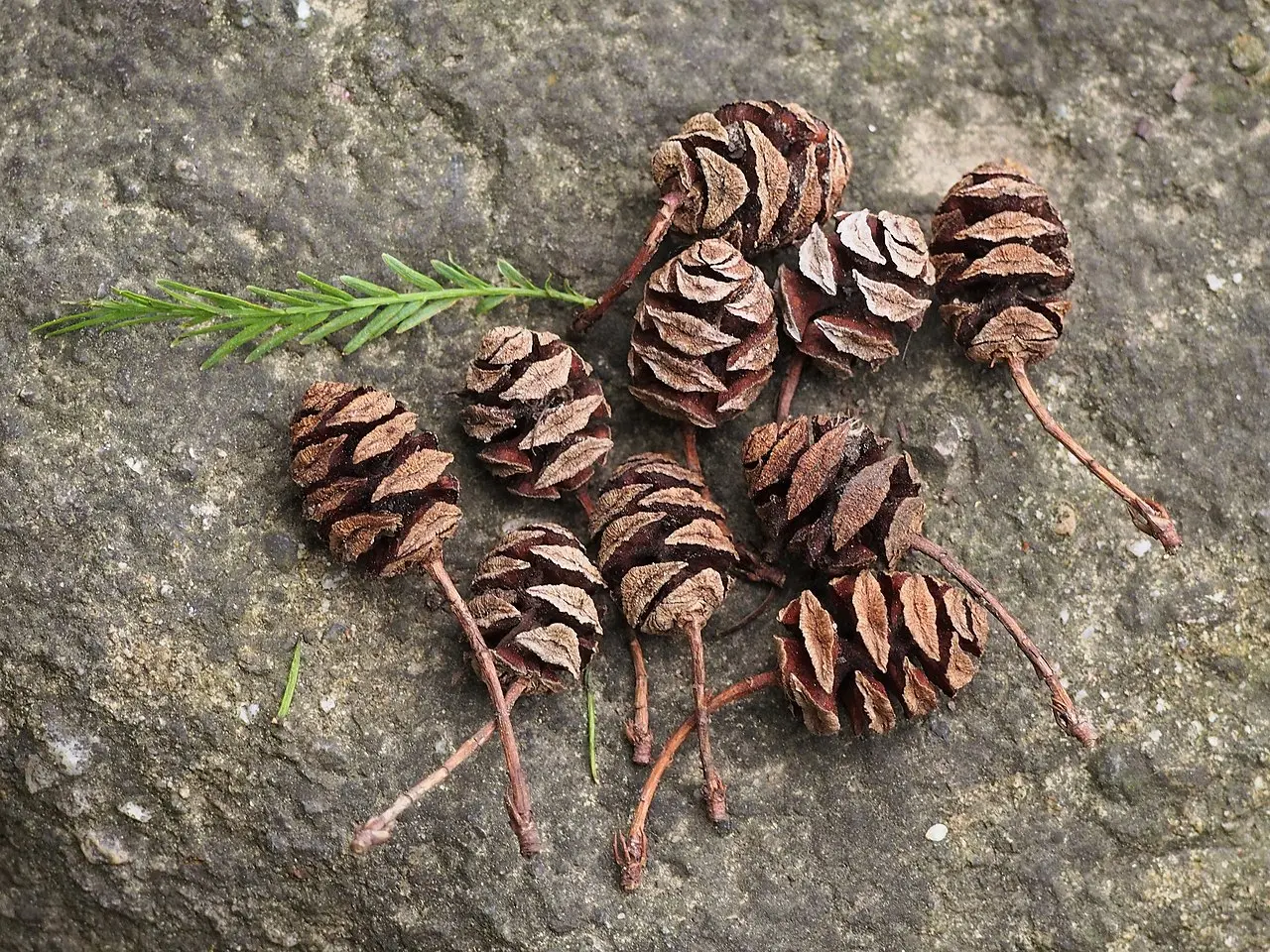 Dawn Redwood Seeds - Image 2