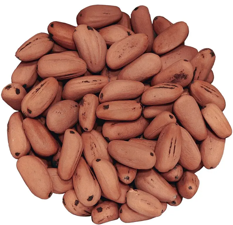 Stone Pine Seeds - Image 5