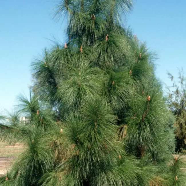 Yunnan Pine - Pinus yunnanensis