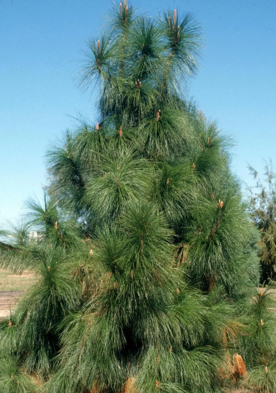 Yunnan Pine - Pinus yunnanensis