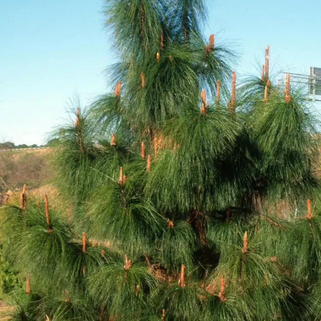 Pinus yunnanensis - Yunnan Pine Tree