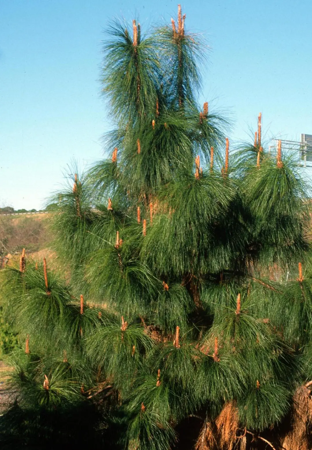 Pinus yunnanensis - Yunnan Pine Tree