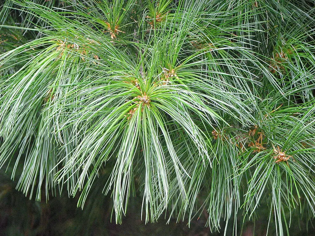 Chinese White Pine Seeds - Image 2