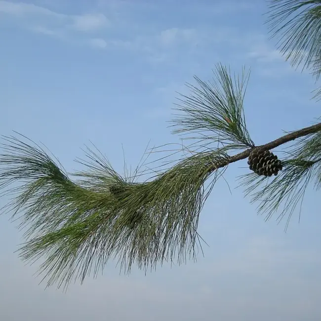 Masson's Pine seeds - Image 3