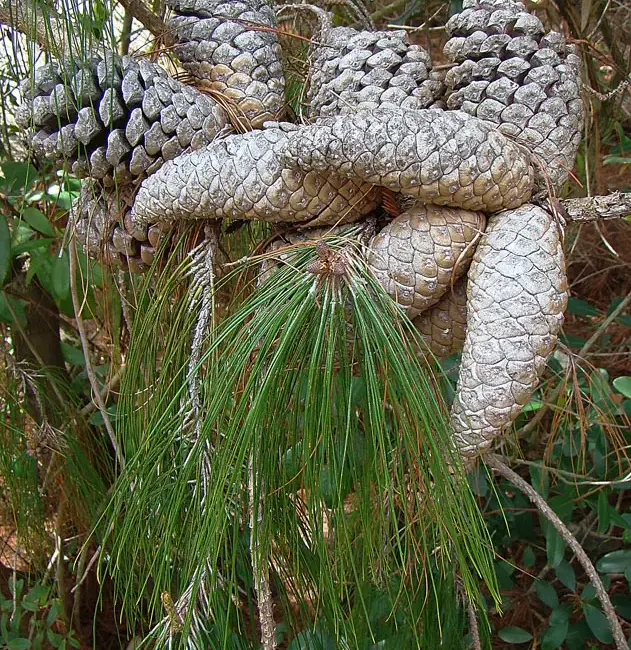 Mexican Weeping Pine Seeds