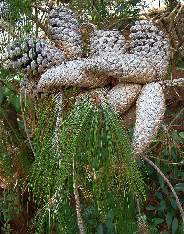Mexican Weeping Pine Seeds