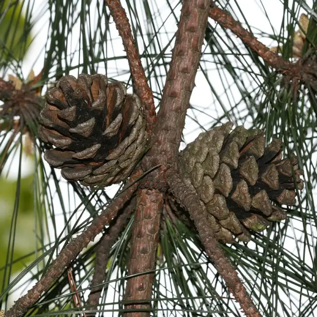 Chinese Southern / Red Pine Seeds