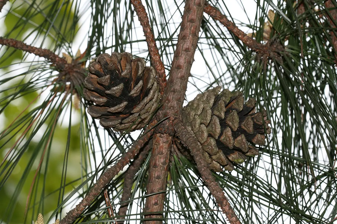 Chinese Southern / Red Pine Seeds