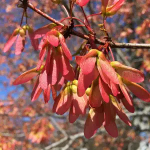 Red Maple Seeds