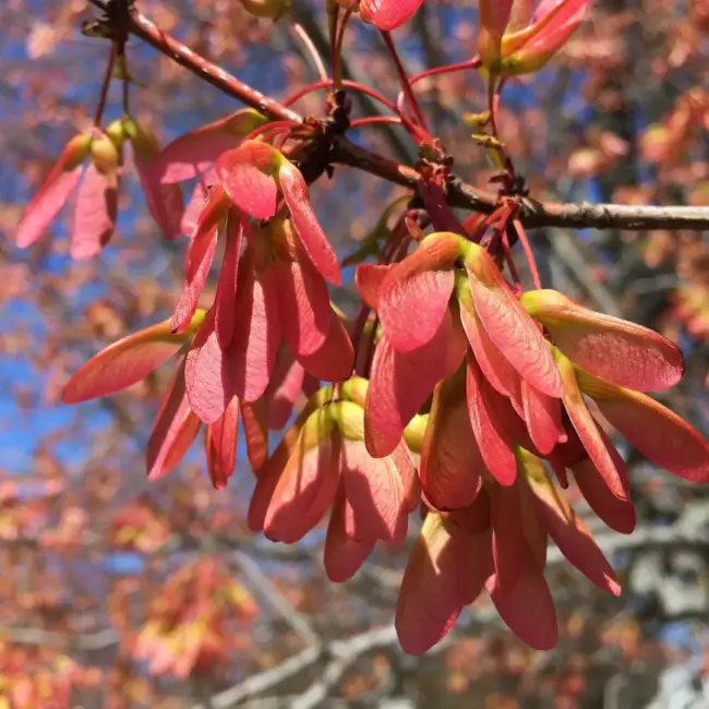 Red Maple Seeds