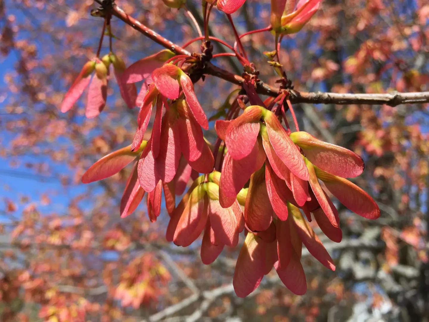 Red Maple Seeds