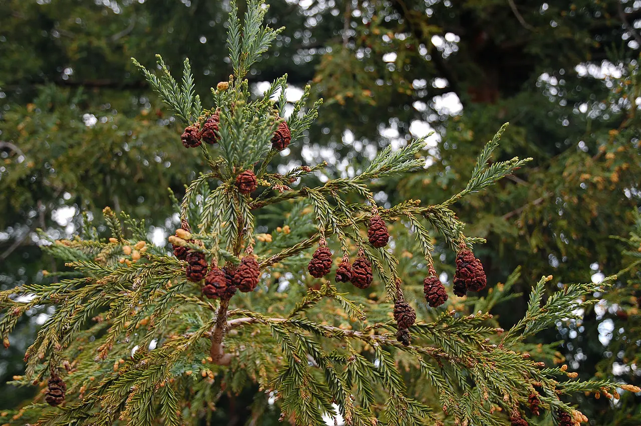 Coast Redwood Seeds