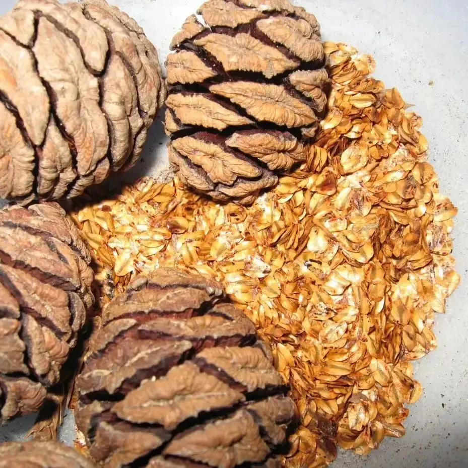 Sequoiadendron giganteum seeds - Giant Redwood Seeds