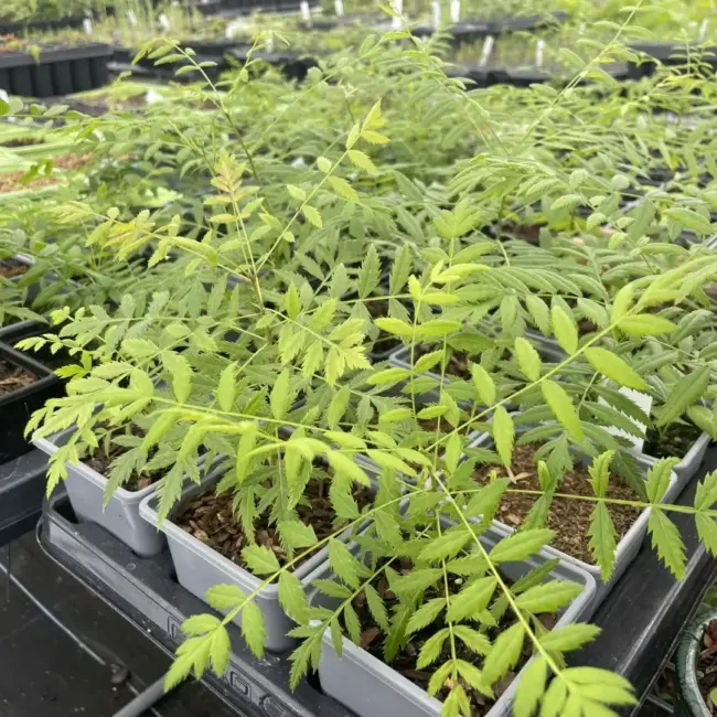 Shinyleaf Yellowhorn Seeds - Image 12