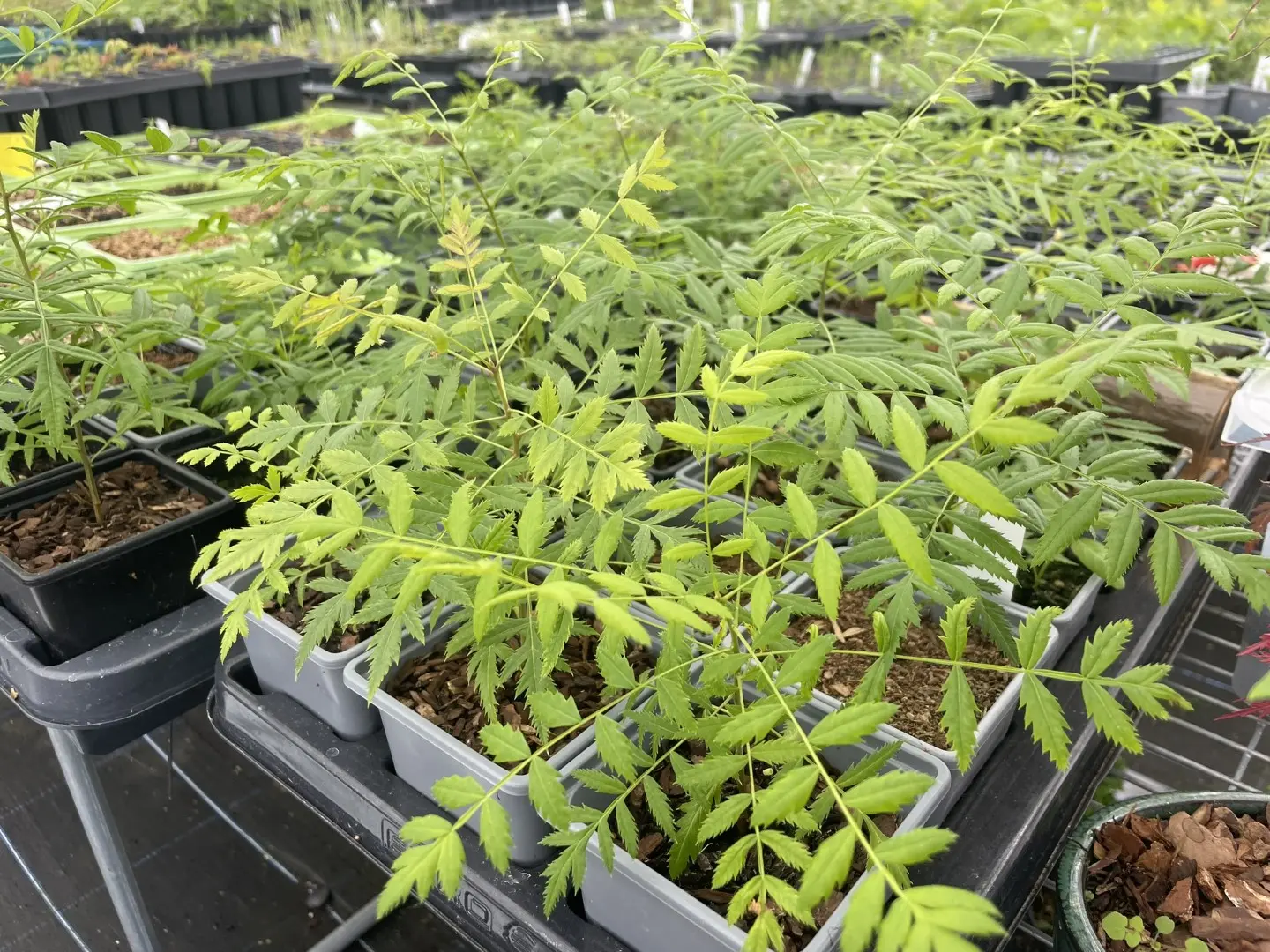 Shinyleaf Yellowhorn Seeds - Image 12