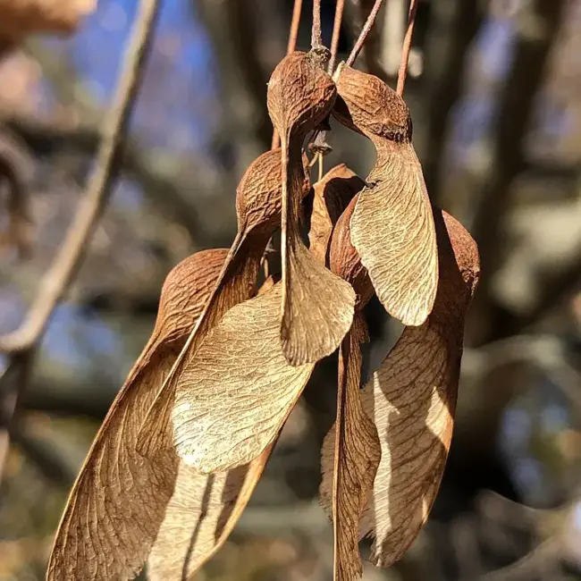 Sugar Maple Seeds