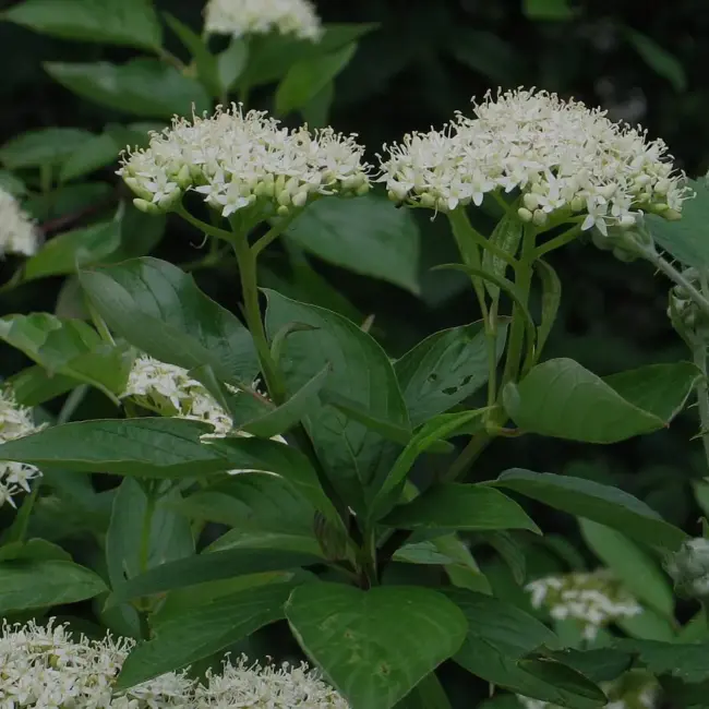 Dogwood x2 (2L) - Image 6