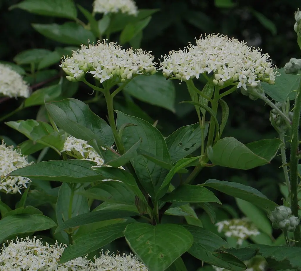 Dogwood x2 (2L) - Image 6