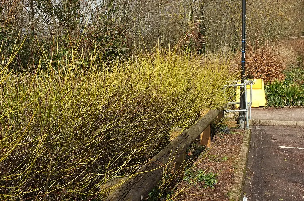 Dogwood x2 (2L) - Image 2