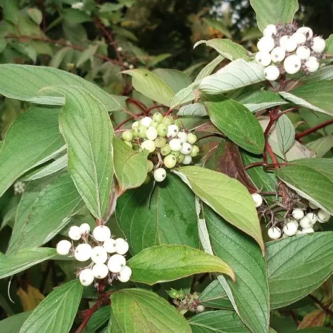 Dogwood x2 (2L) - Image 3