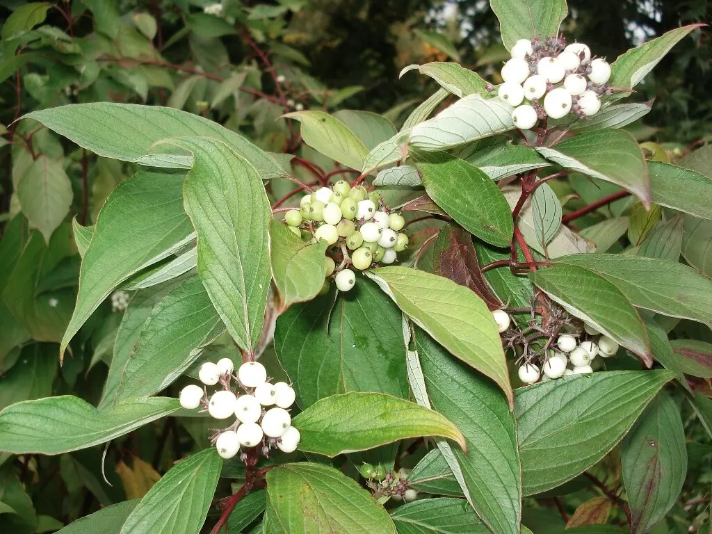 Dogwood x2 (2L) - Image 3