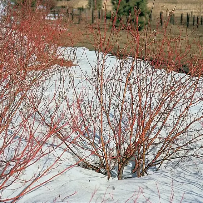Dogwood x2 (2L) - Image 4