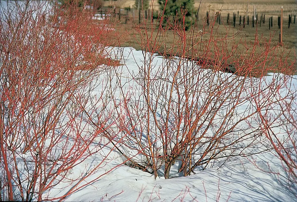 Dogwood x2 (2L) - Image 4