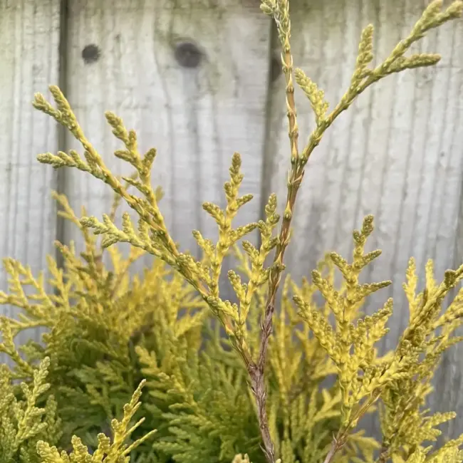 White Cedar 'Sunkist' Tree (2L) - Image 3