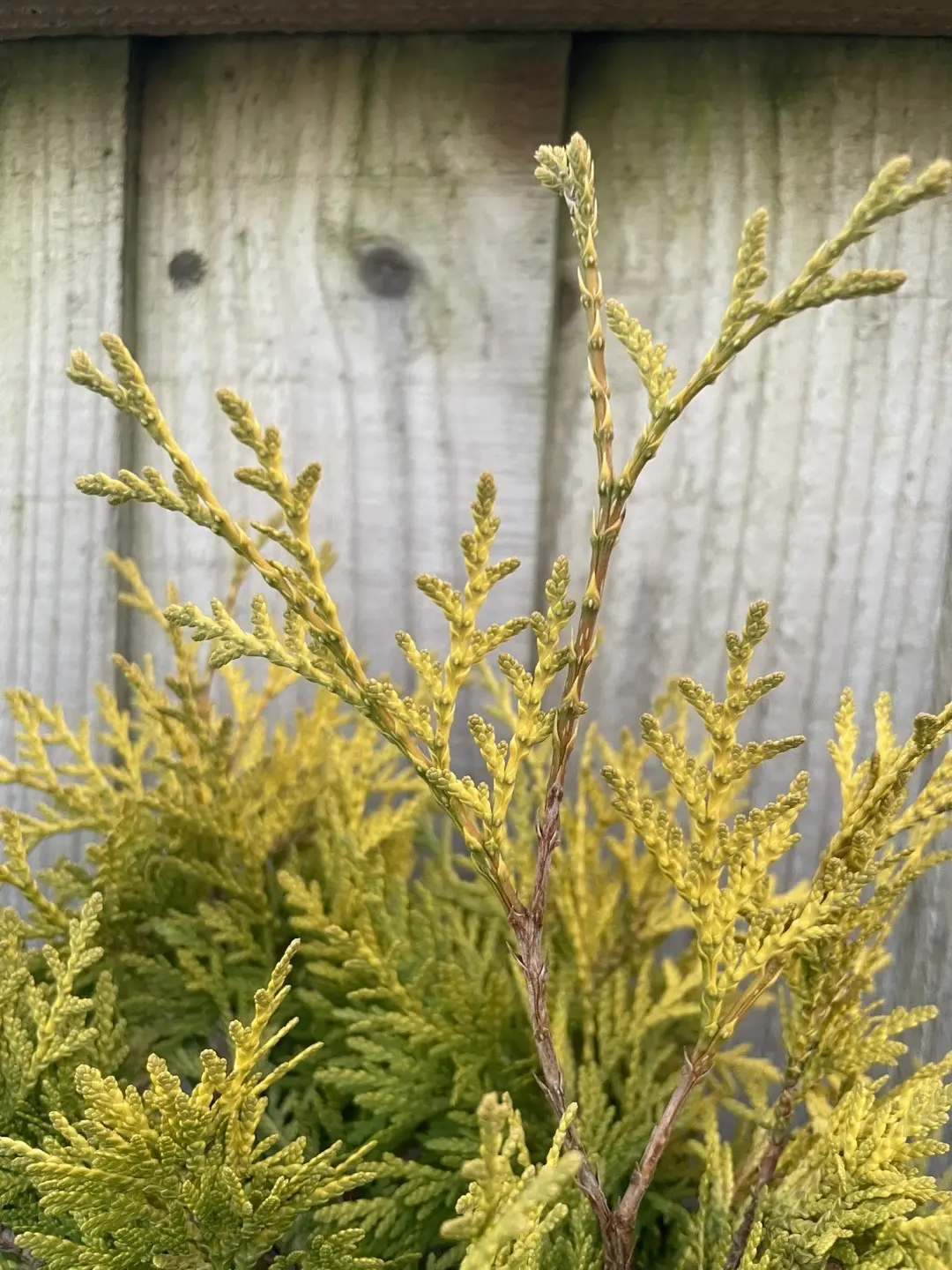 White Cedar 'Sunkist' (P9) - Image 4