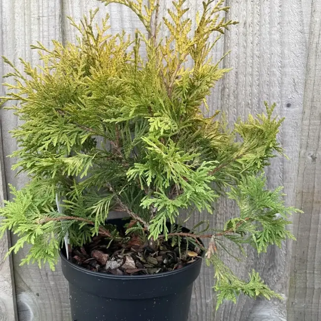White Cedar 'Sunkist' Tree (2L)