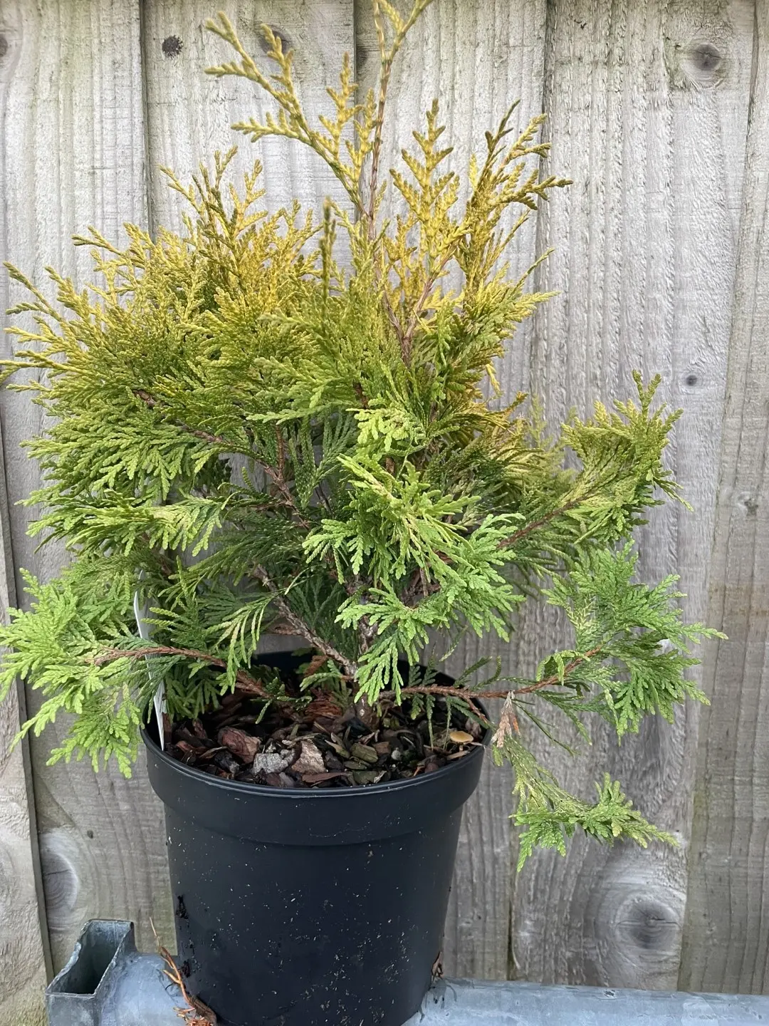 White Cedar 'Sunkist' (2L)