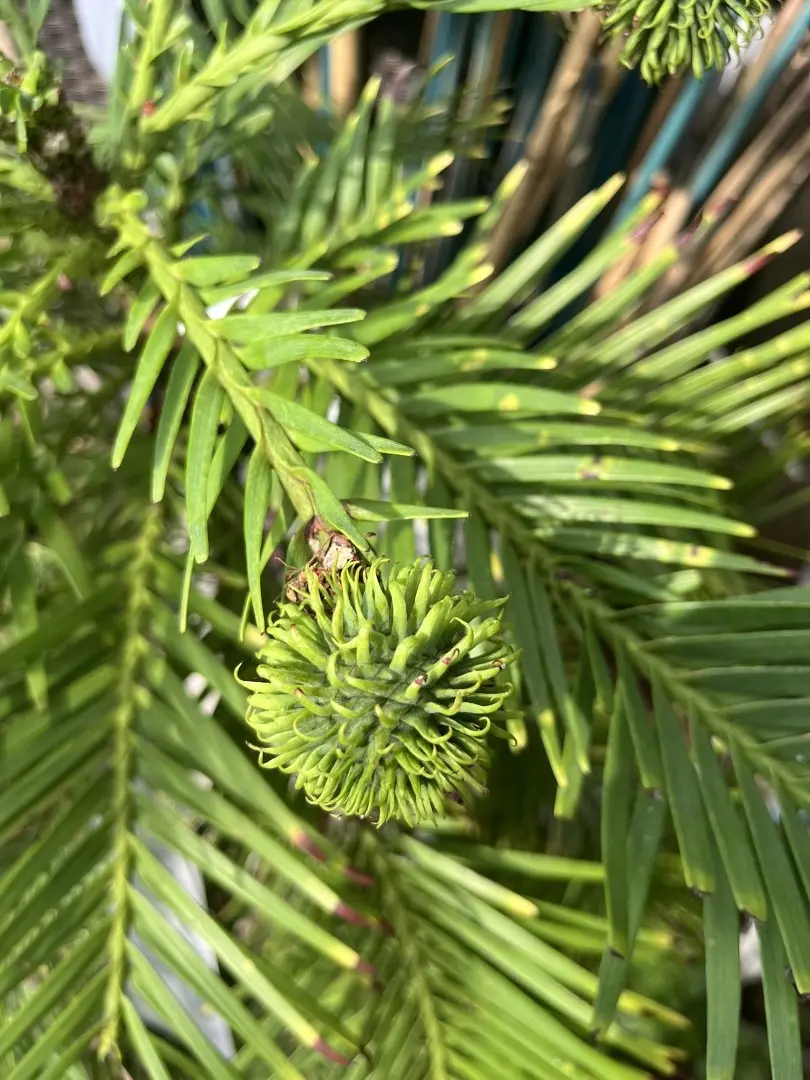 Wollemi Pine Tree - Wollemia nobilis