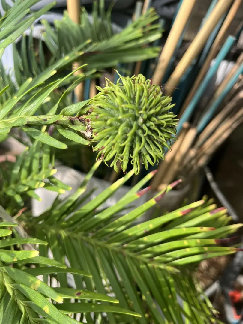 Wollemi Pine Tree - Wollemia nobilis