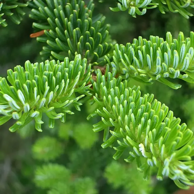 Fraser Fir Seeds - Image 4