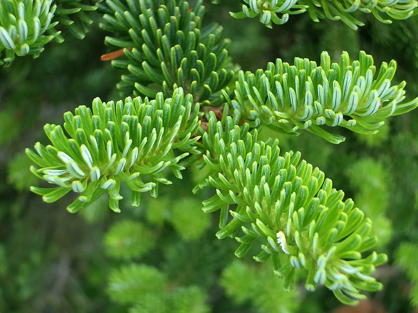 Fraser Fir Seeds - Image 3