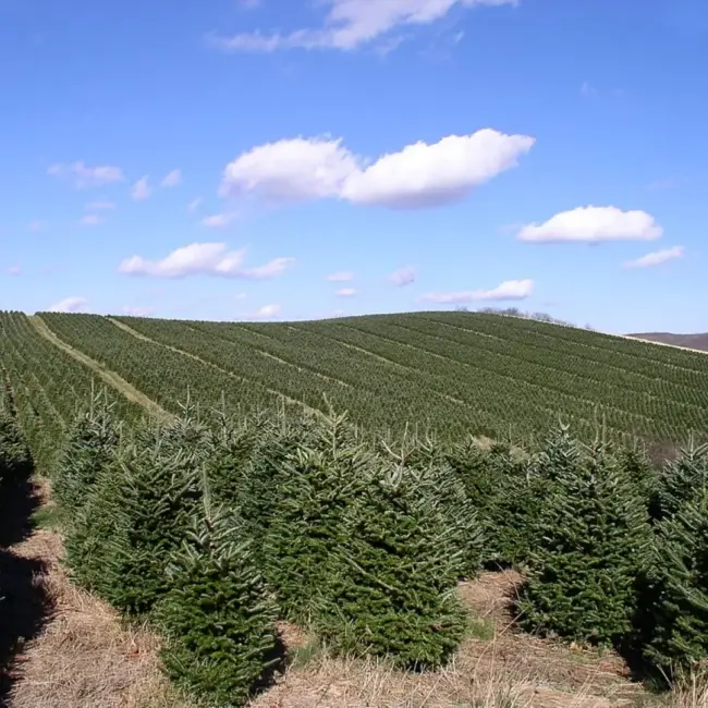 Fraser Fir Seeds - Image 2