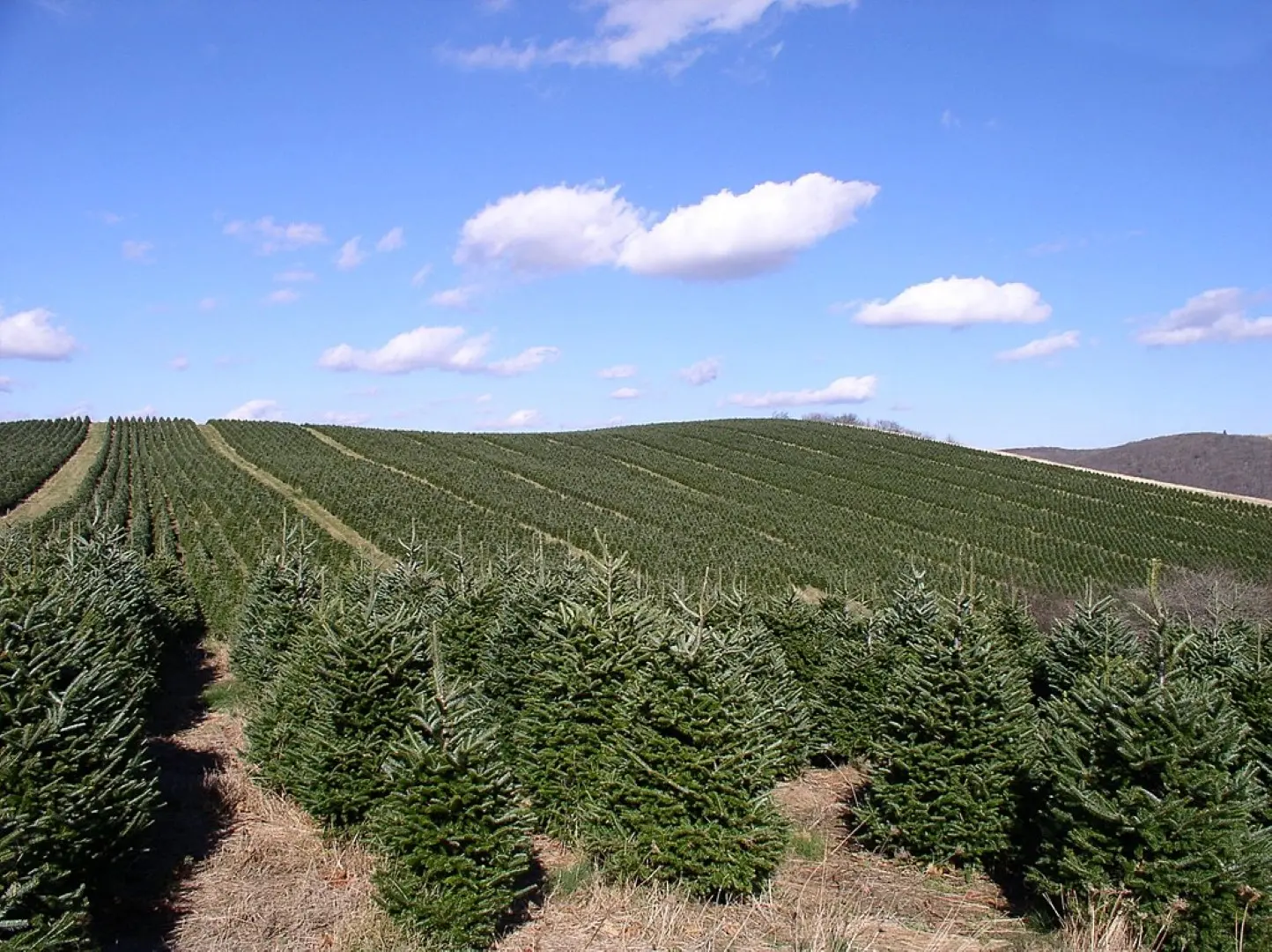 Fraser Fir Seeds - Image 2