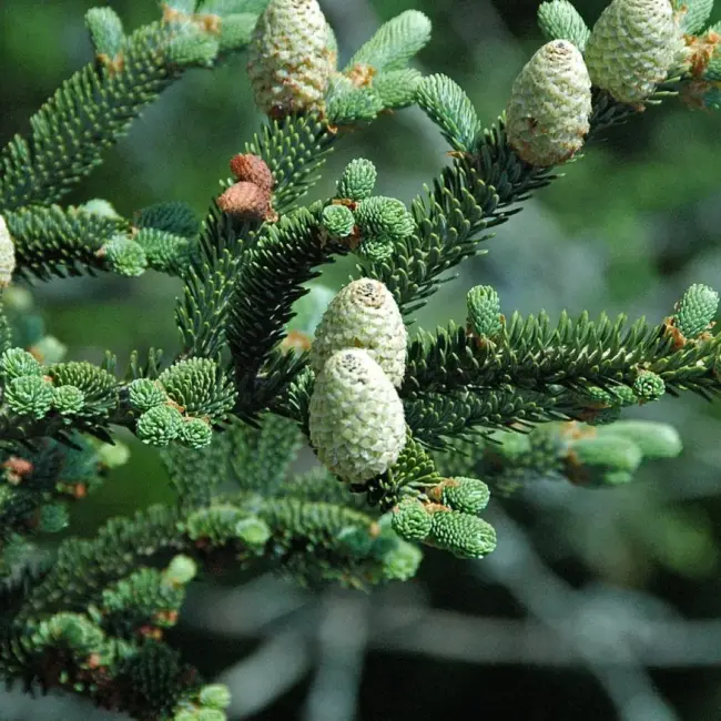 Fraser Fir Seeds