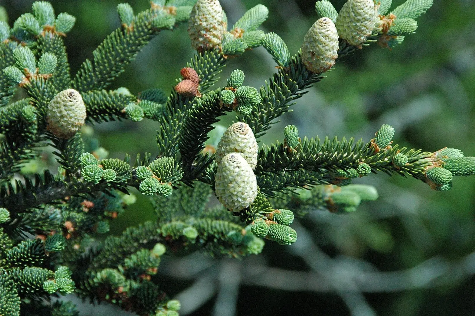 Fraser Fir Seeds