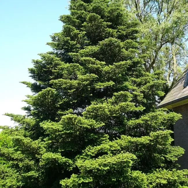 Korean Fir Seeds - Image 2