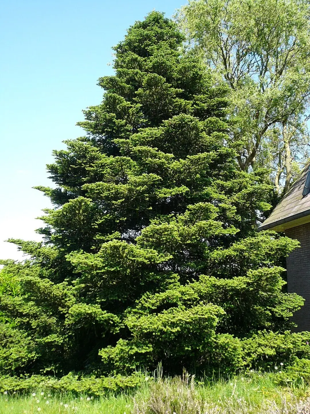 Korean Fir Seeds - Image 2