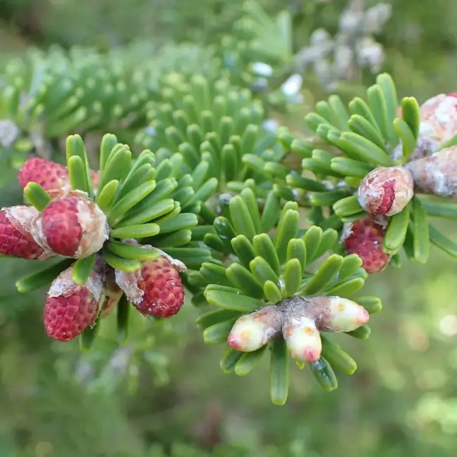 Korean Fir Seeds - Image 3