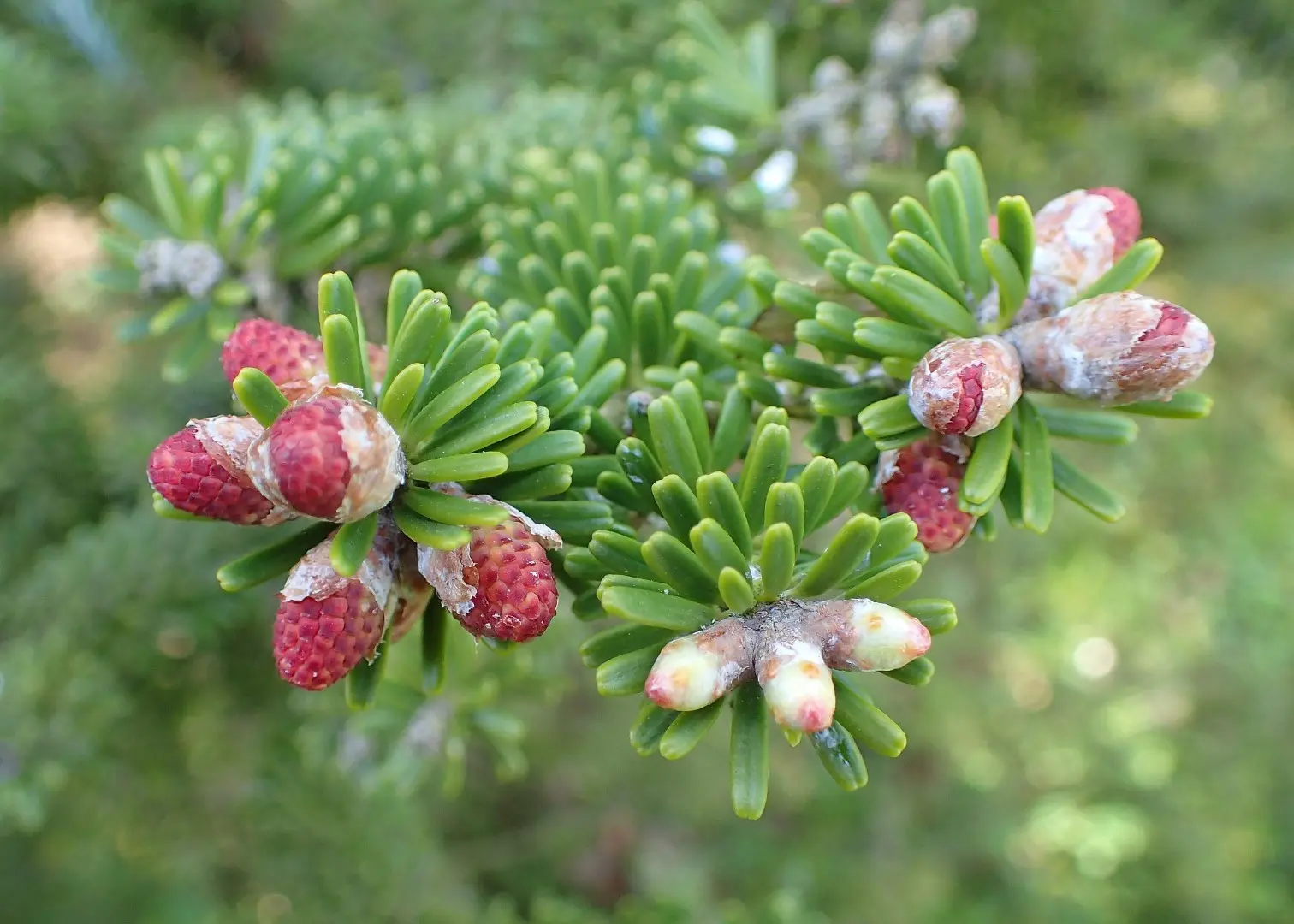 Korean Fir Seeds - Image 3